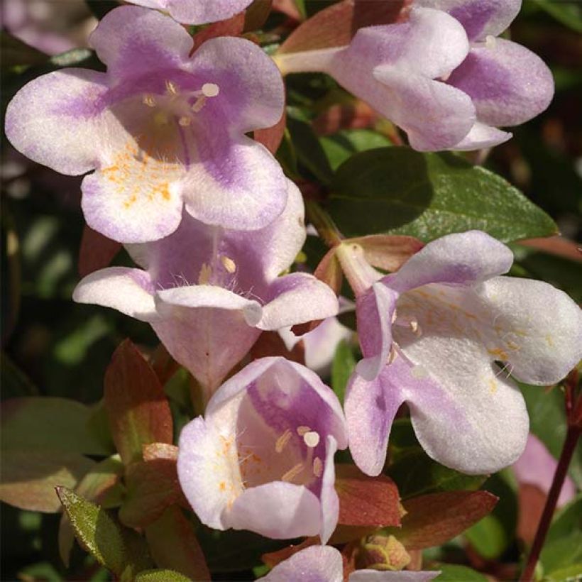 Abelia nain Pastel Charm (Flowering)