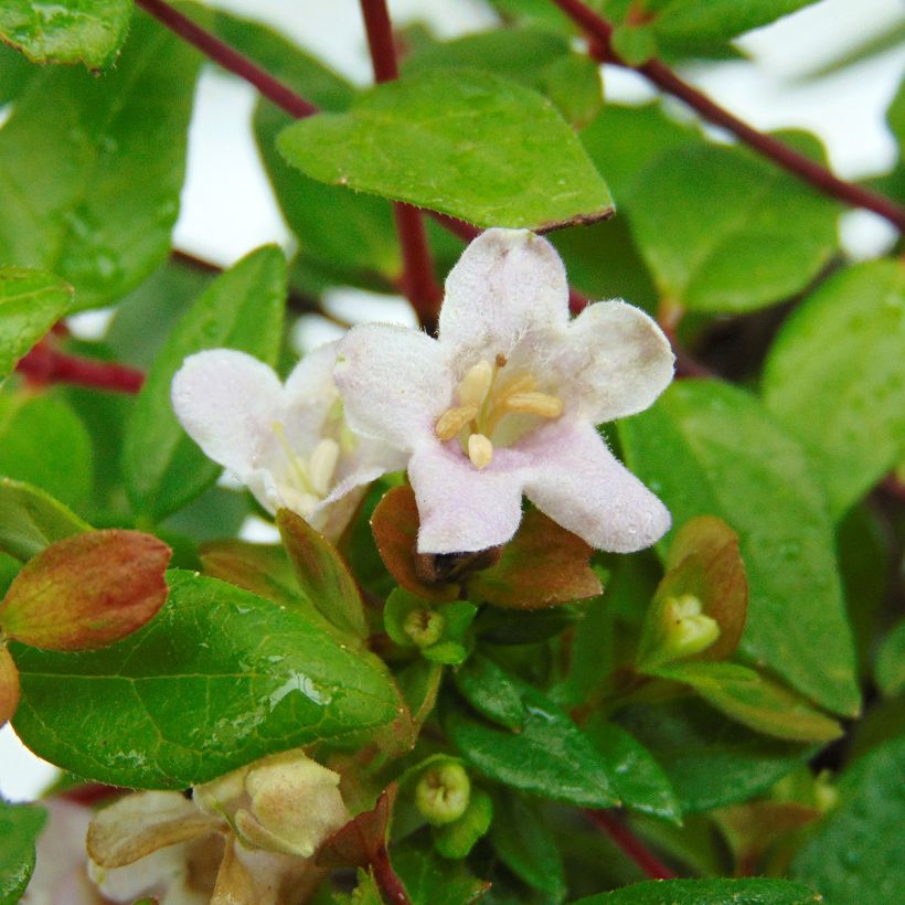 Abelia Petite Garden 'Minedward' (Floraison)