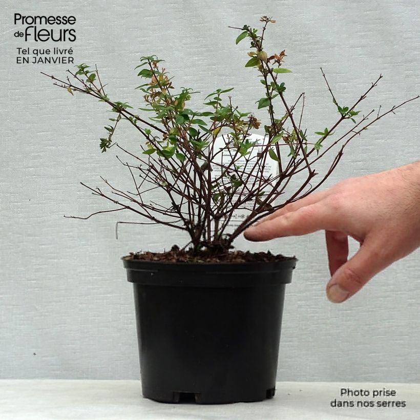 Spécimen de Abelia Petite Garden 'Minedward' Pot de 2L/3L tel que livré en hiver