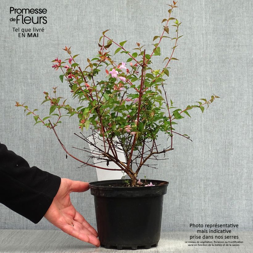 Example of Abelia Pink Pong Pot de 3L/4L as you get in printemps