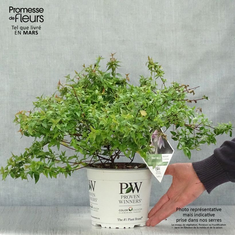 Example of Abelia Pinky Bells Pot de 2L/3L as you get in printemps