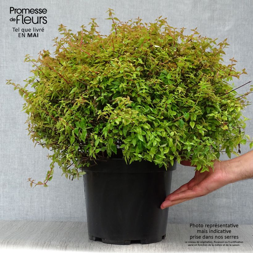 Example of Abelia Pinky Bells Pot de 7,5L/10L as you get in printemps