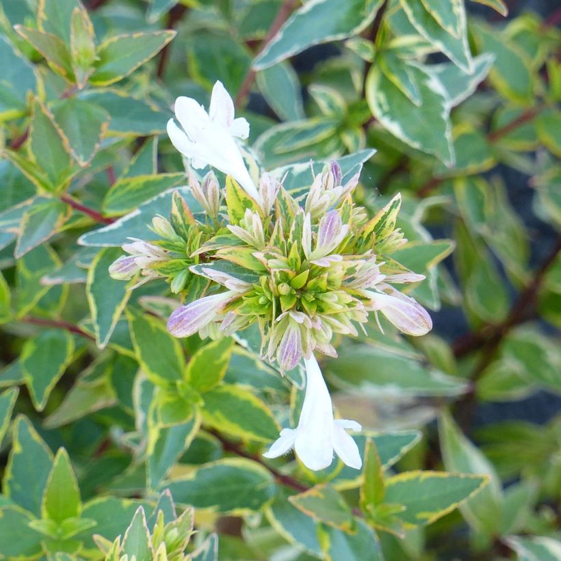 Abelia (x) grandiflora Happy Daydream (Floraison)