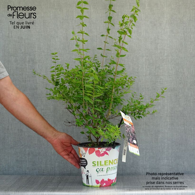 Spécimen de Abelia chinensis Autumn Festival - Abélia de Chine Pot de 4L/5L tel que livré en été