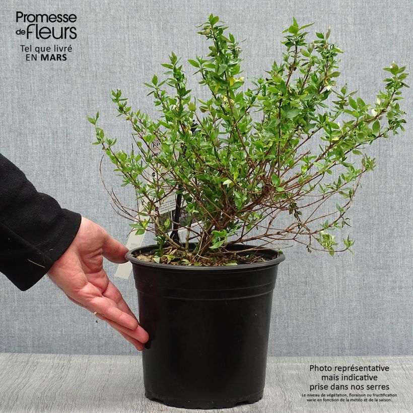 Example of Abelia chinensis Autumn Festival - Abélia de Chine Pot de 4L/5L as you get in printemps