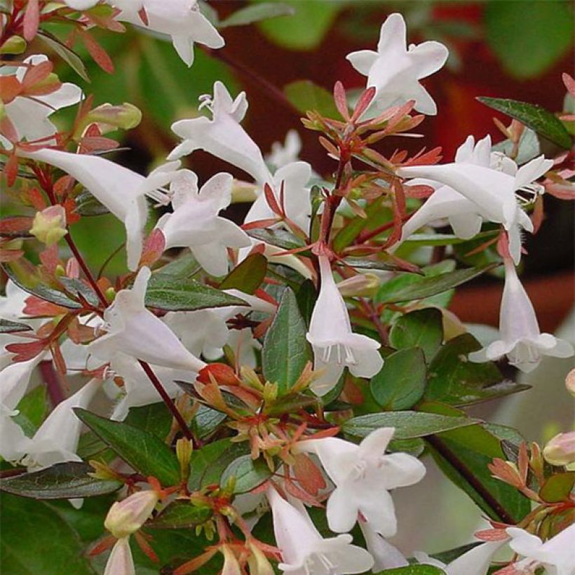 Abelia grandiflora - Abélia à grandes fleurs (Flowering)
