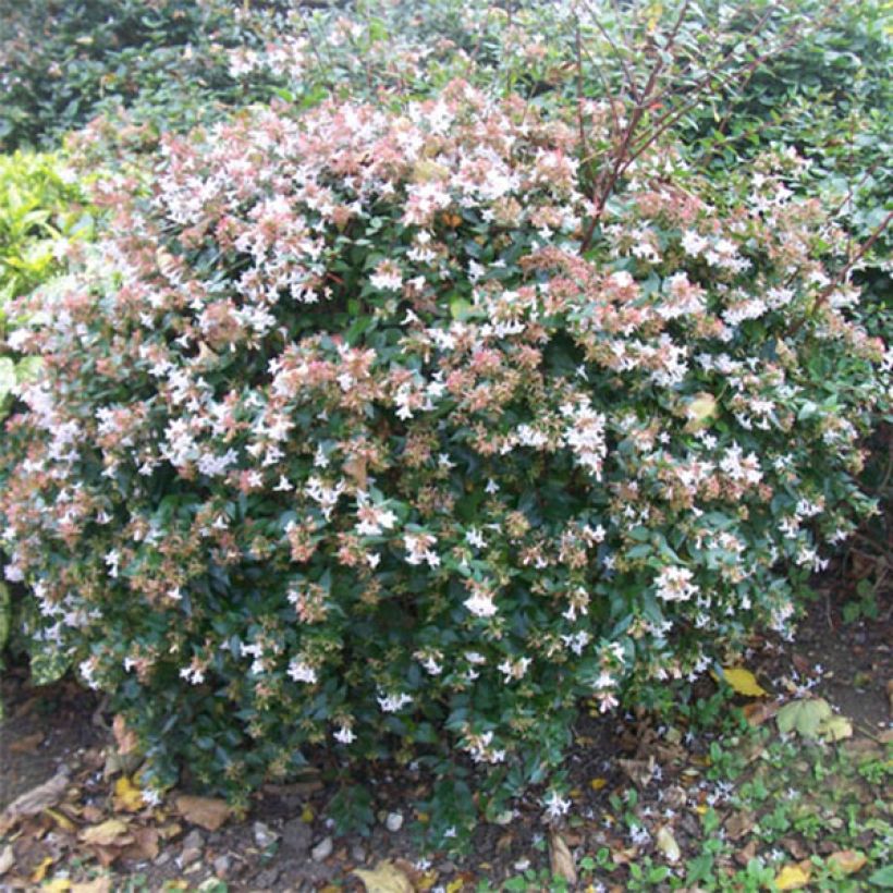 Abelia grandiflora - Abélia à grandes fleurs (Plant habit)