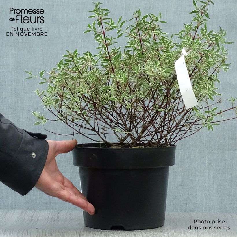 Spécimen de Abelia grandiflora Confetti Pot de 3L/4L tel que livré en automne