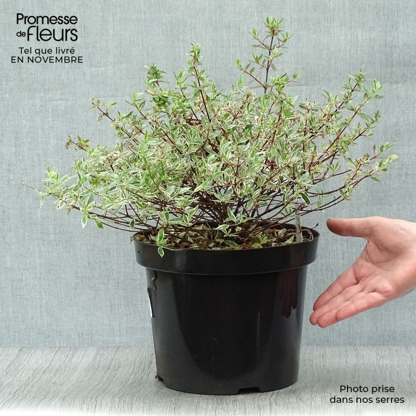 Spécimen de Abelia grandiflora Confetti Pot de 7,5L/10L tel que livré en automne