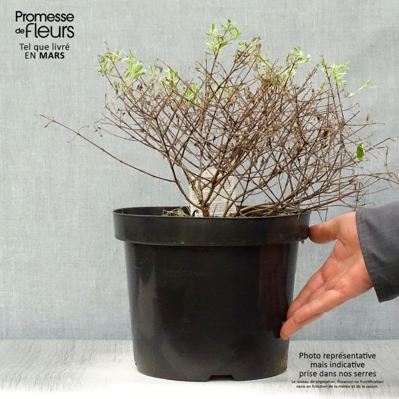 Example of Abelia grandiflora Confetti Pot de 7,5L/10L as you get in printemps