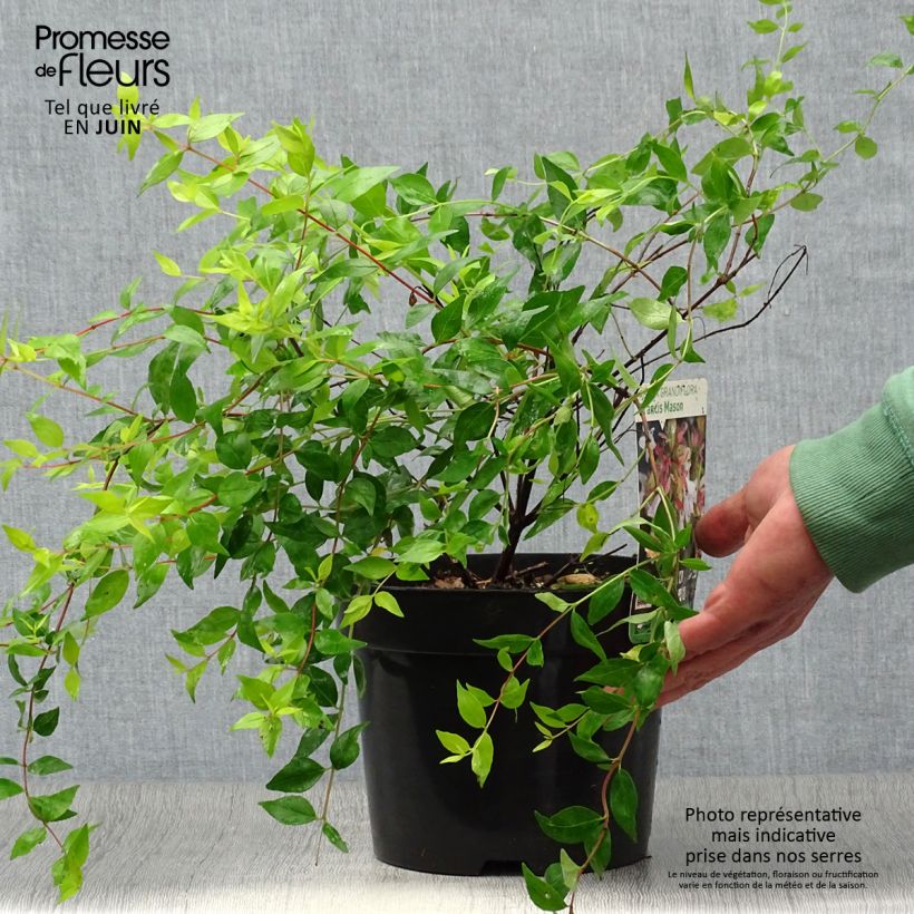 Spécimen de Abelia grandiflora Francis Mason Pot de 3L/4L tel que livré en été