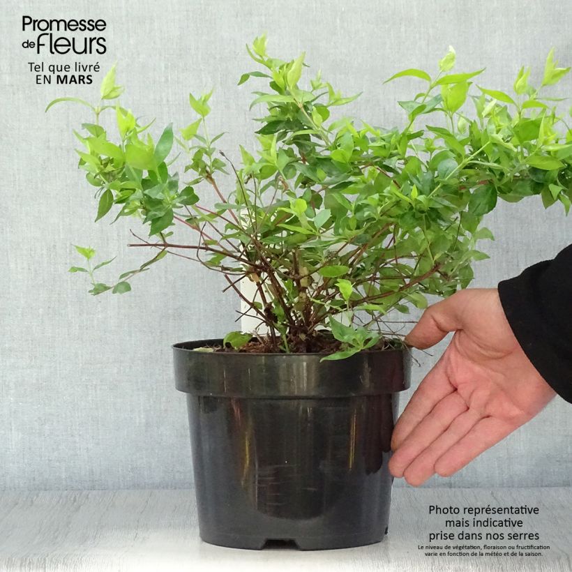 Example of Abelia grandiflora Francis Mason Pot de 3L/4L as you get in printemps