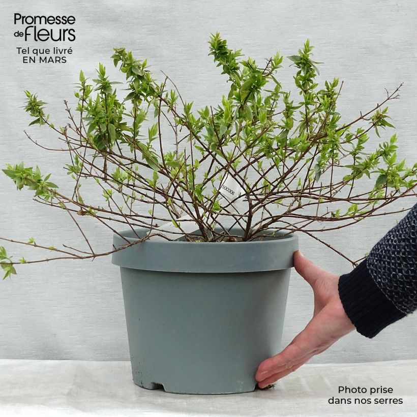 Spécimen de Abelia (x) grandiflora Happy Daydream Pot de 3L/4L tel que livré au printemps