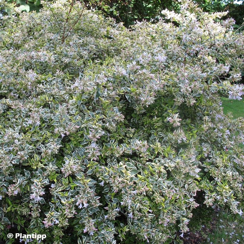 Abelia grandiflora Hopley's - Abélia à grandes fleurs (Plant habit)