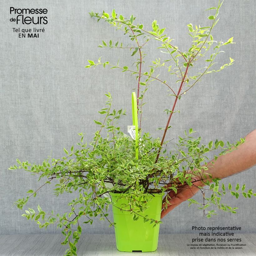 Example of Abelia grandiflora Hopley's - Abélia à grandes fleurs Pot de 2L/3L as you get in printemps