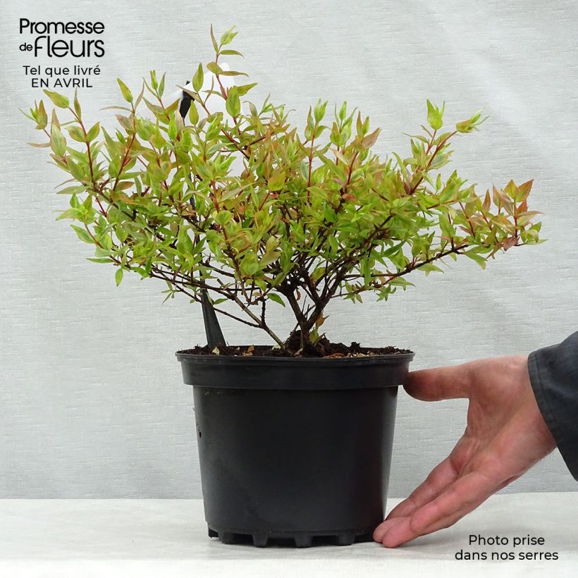 Example of Abélia grandiflora Kaléidoscope Pot de 2L/3L as you get in printemps