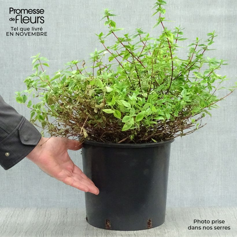 Spécimen de Abélia grandiflora Kaléidoscope Pot de 3L/4L tel que livré en automne