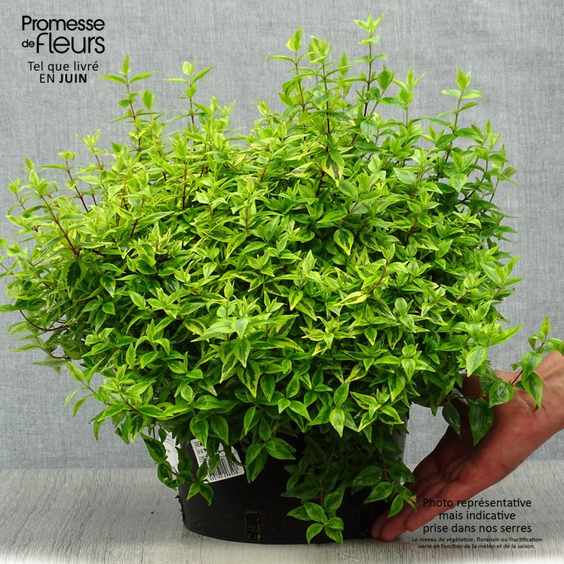 Spécimen de Abélia grandiflora Kaléidoscope Pot de 3L/4L tel que livré en été