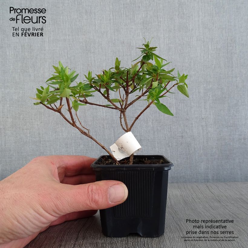 Example of Abelia grandiflora Pisto Godet de 8/9 cm as you get in hiver