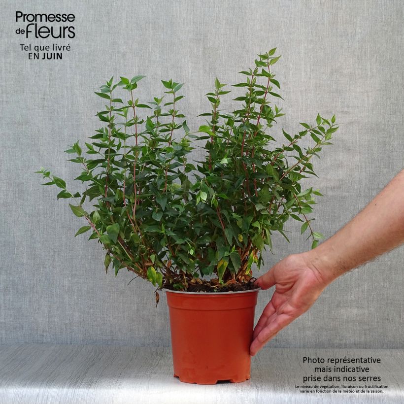 Spécimen de Abelia grandiflora Prostrata Pot de 2L/3L tel que livré en été