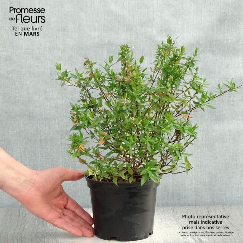 Example of Abelia grandiflora Prostrata Pot de 2L/3L as you get in printemps