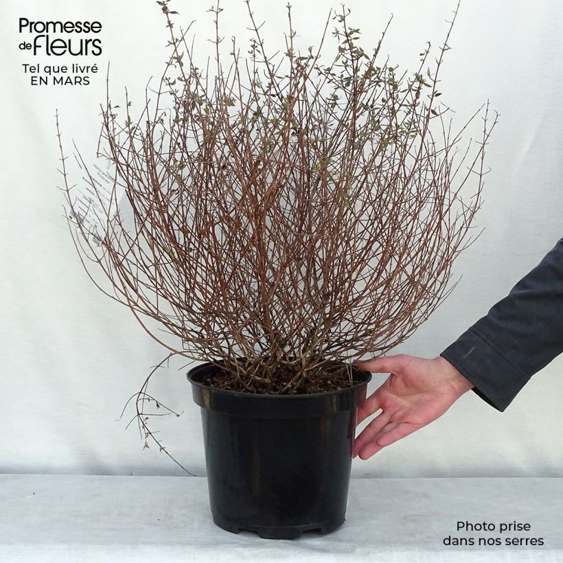 Example of Abelia grandiflora Prostrata Pot de 7,5L/10L as you get in printemps