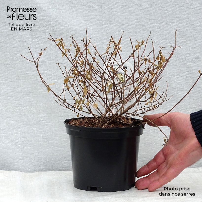 Example of Abelia grandiflora Radiance - Abélia à grandes fleurs Pot de 4L/5L as you get in printemps