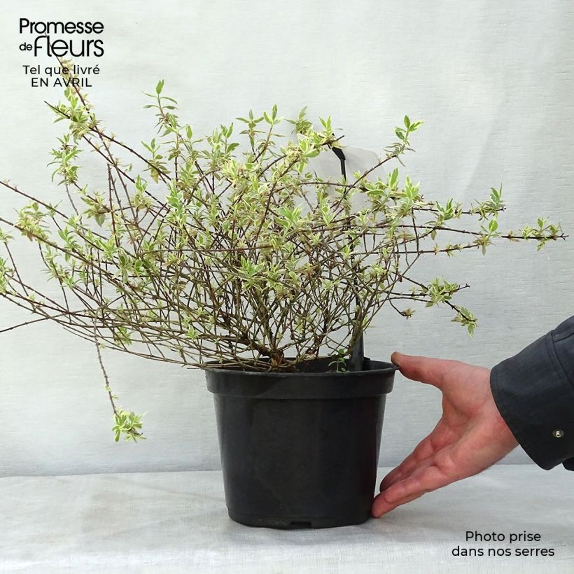 Example of Abelia grandiflora Sparkling Silver Pot de 2L/3L as you get in printemps