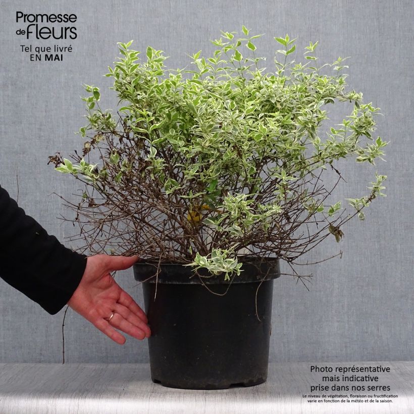 Example of Abelia grandiflora Sparkling Silver Pot de 7,5L/10L as you get in printemps
