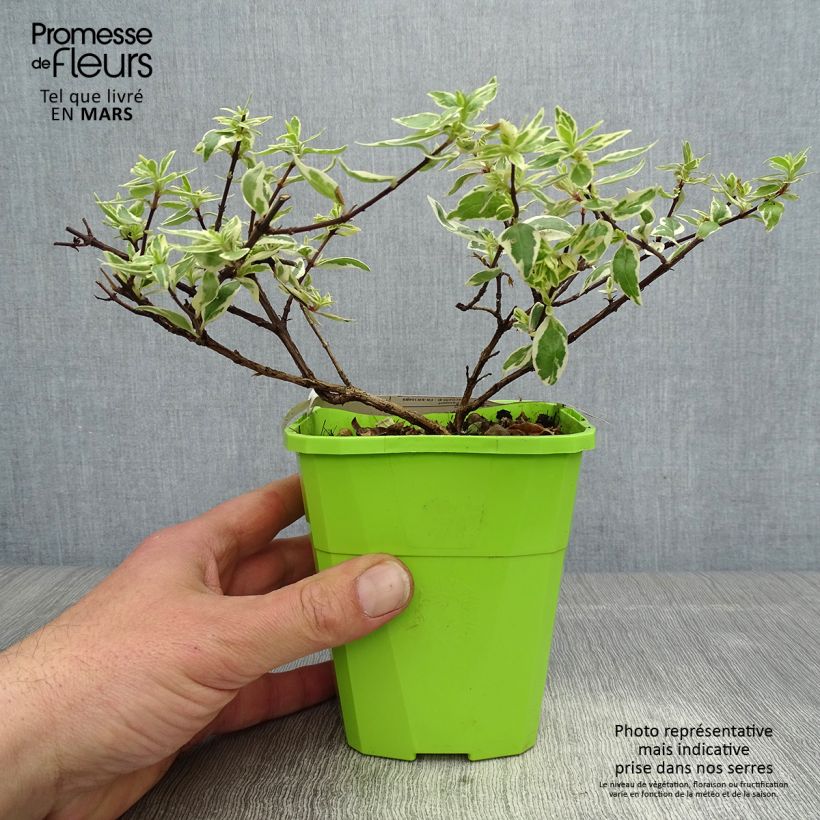 Example of Abelia grandiflora Steredenn Levabes - Abélie panachée Pot de 1L/1,5L as you get in printemps