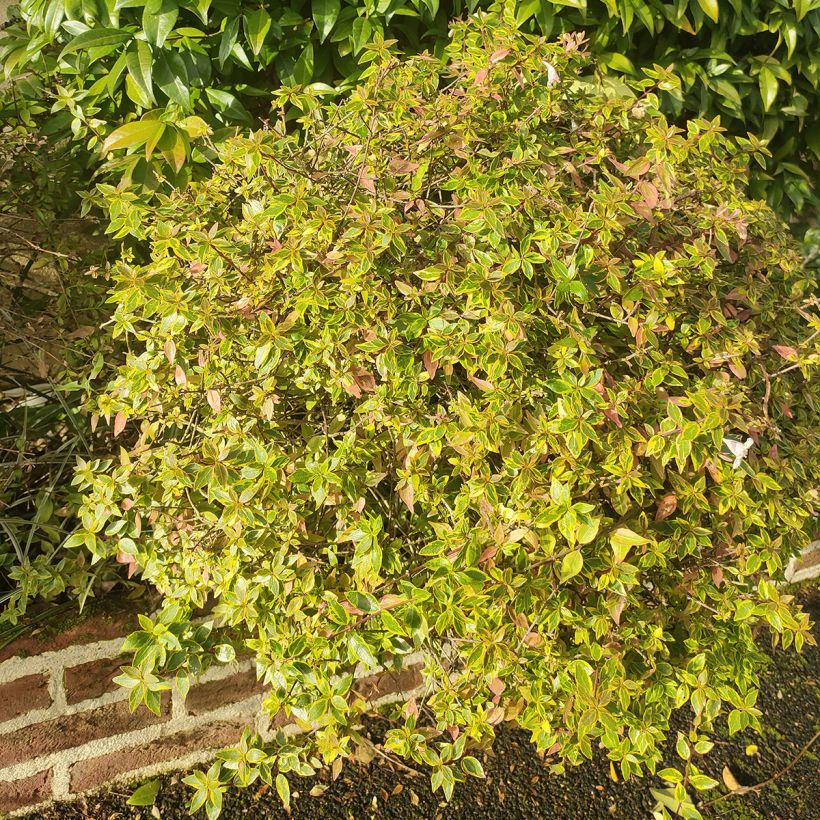 Abelia grandiflora Sunshine Daydream (Plant habit)