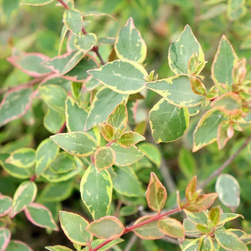 Abelia grandiflora Sunshine Daydream (Foliage)