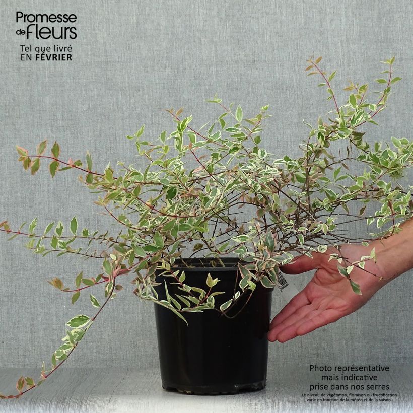 Spécimen de Abelia grandiflora Tricolor Charm Pot de 3L/4L tel que livré en automne