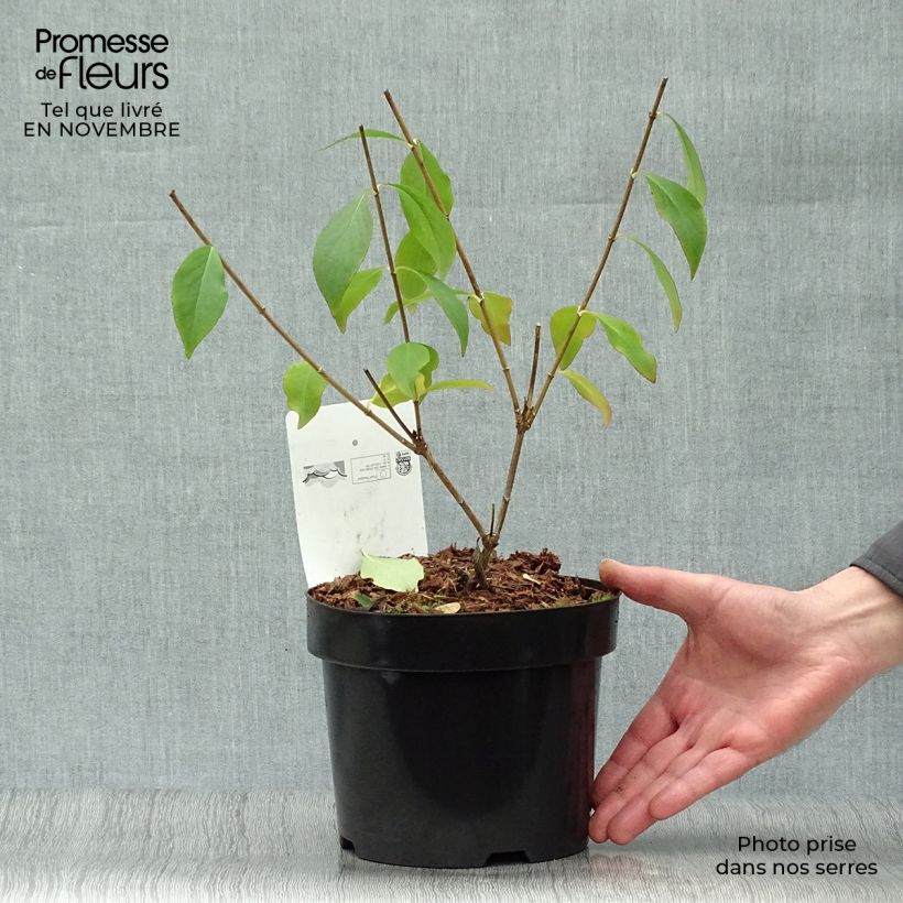 Spécimen de Abelia mosanensis Monia - Abélia parfumé Pot de 3L/4L tel que livré en automne
