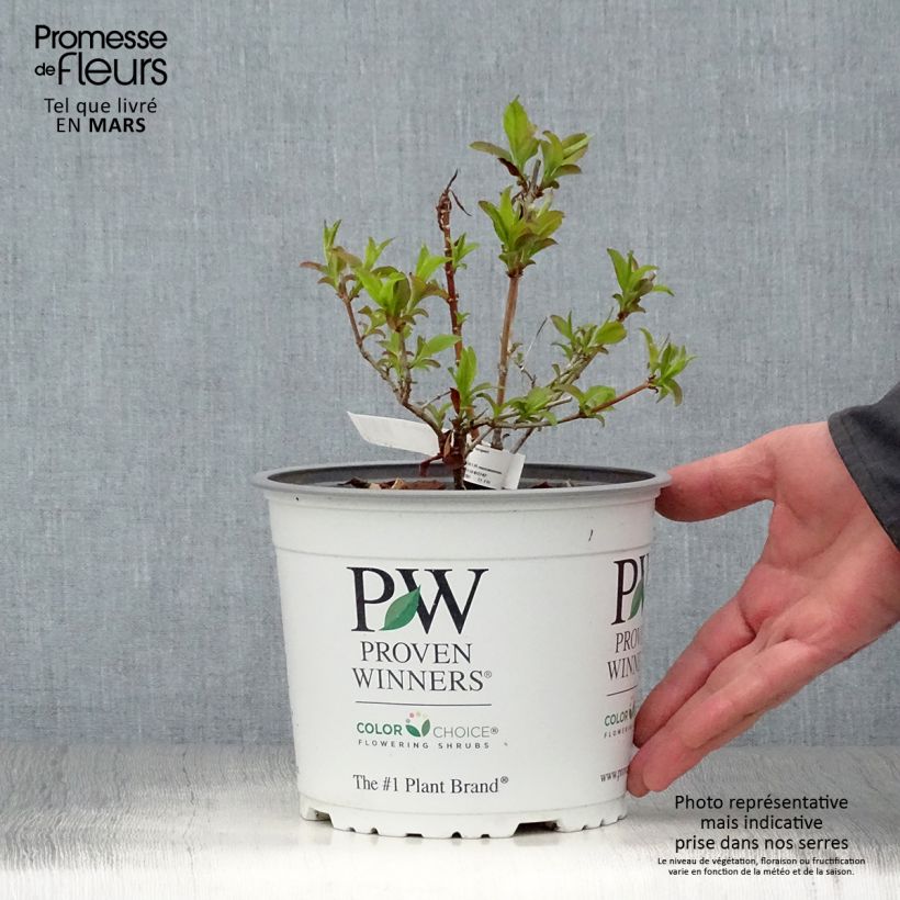 Spécimen de Abelia mosanensis Sweet Emotion Pot de 3L/4L tel que livré au printemps