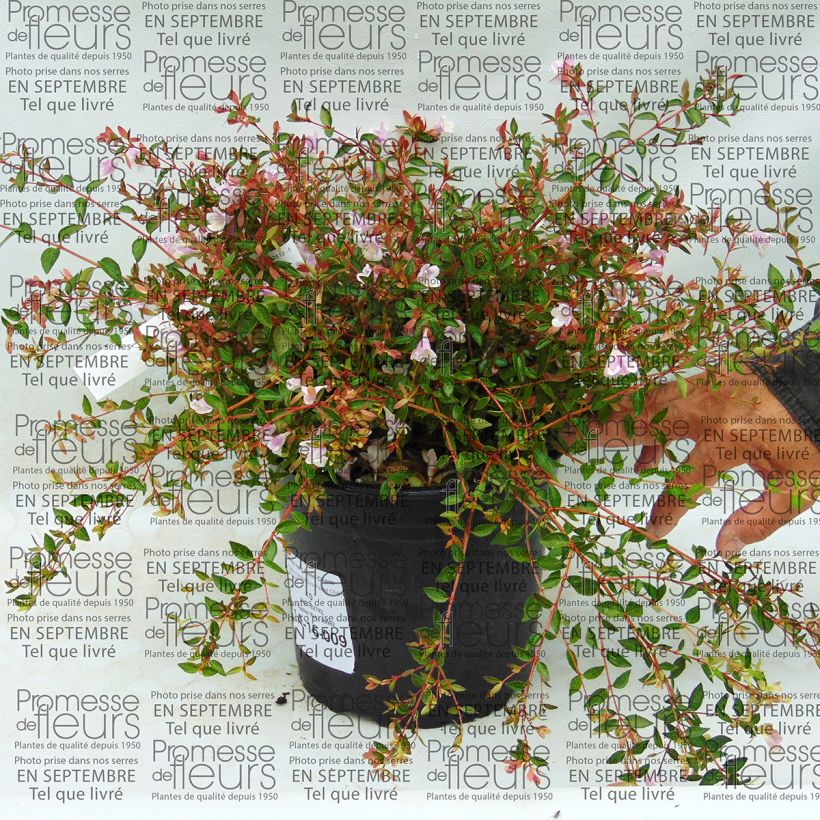 Example of Abelia nain Pastel Charm Pot de 4L/5L as you get