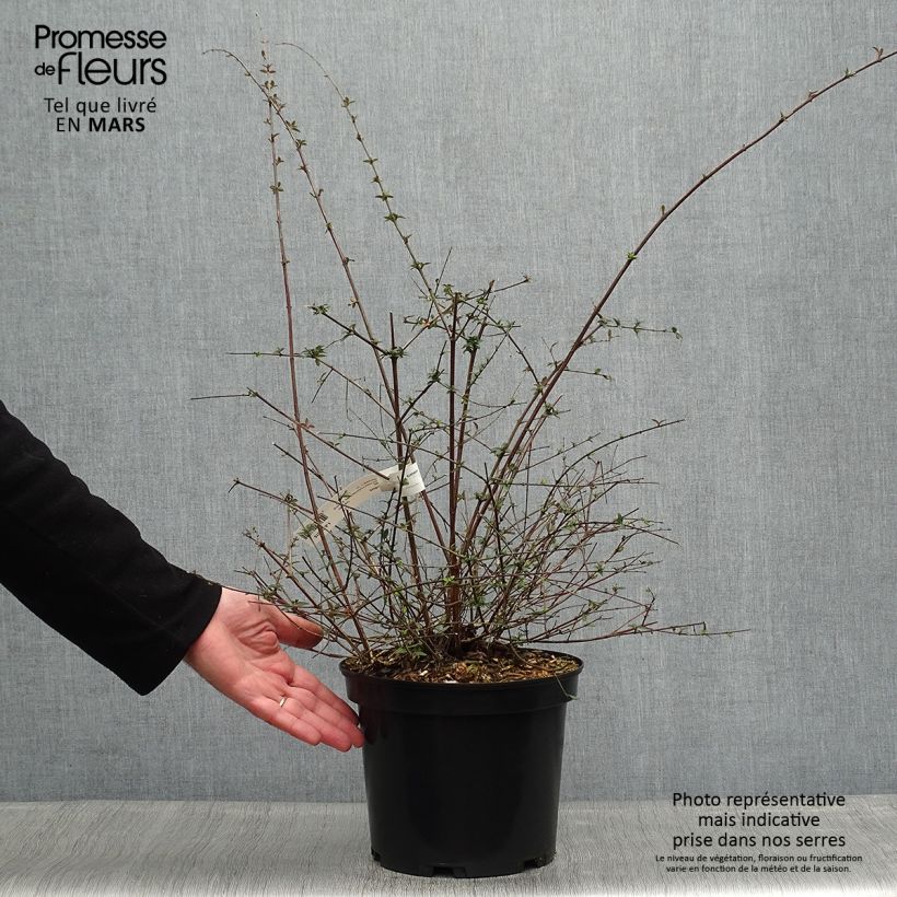 Example of Abelia parviflora Bumble Bee Pot de 4L/5L as you get in printemps