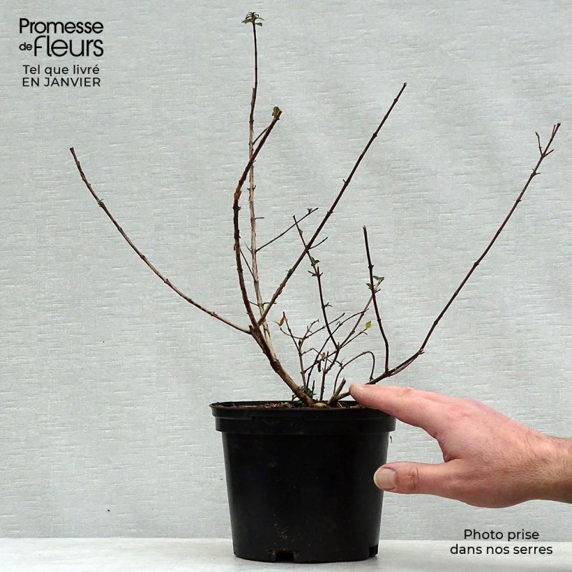 Example of Abelia x grandiflora Sunny Charm - Abélia à grandes fleurs. Pot de 2L/3L as you get in hiver