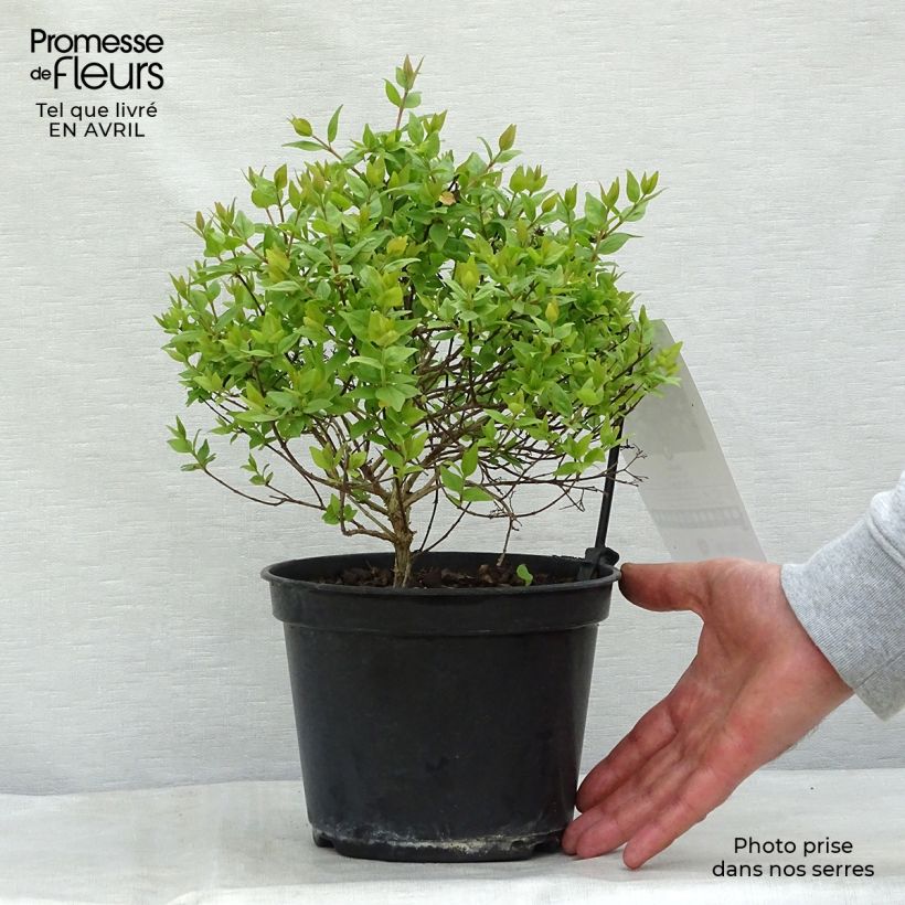 Example of Abelia zanderi Little Richard Pot de 2L/3L as you get in printemps