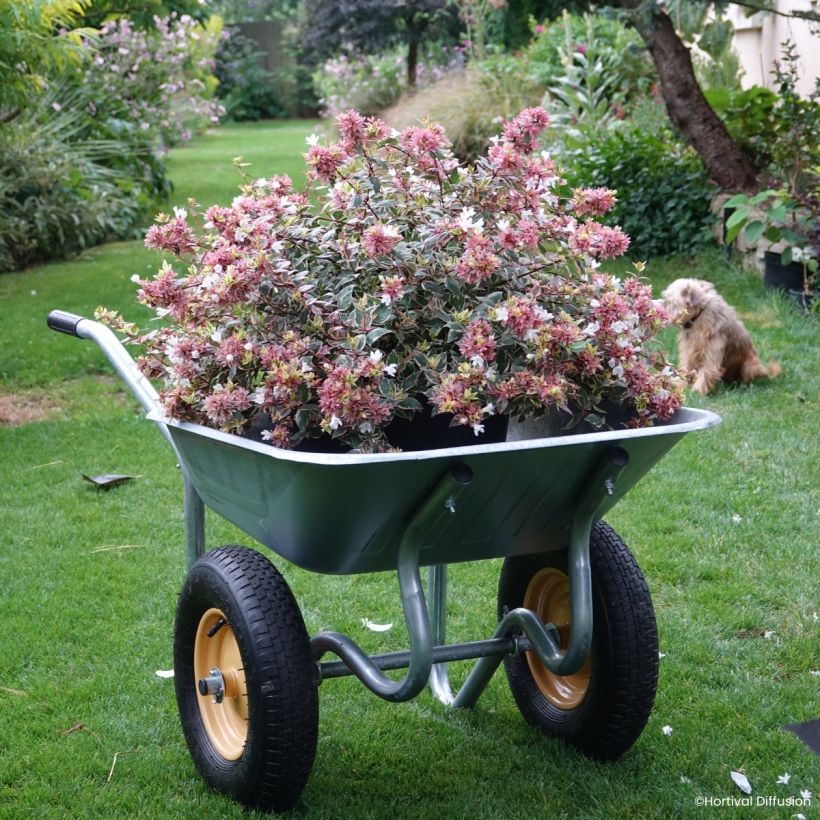 Abélia grandiflora Psykedelik (Port)