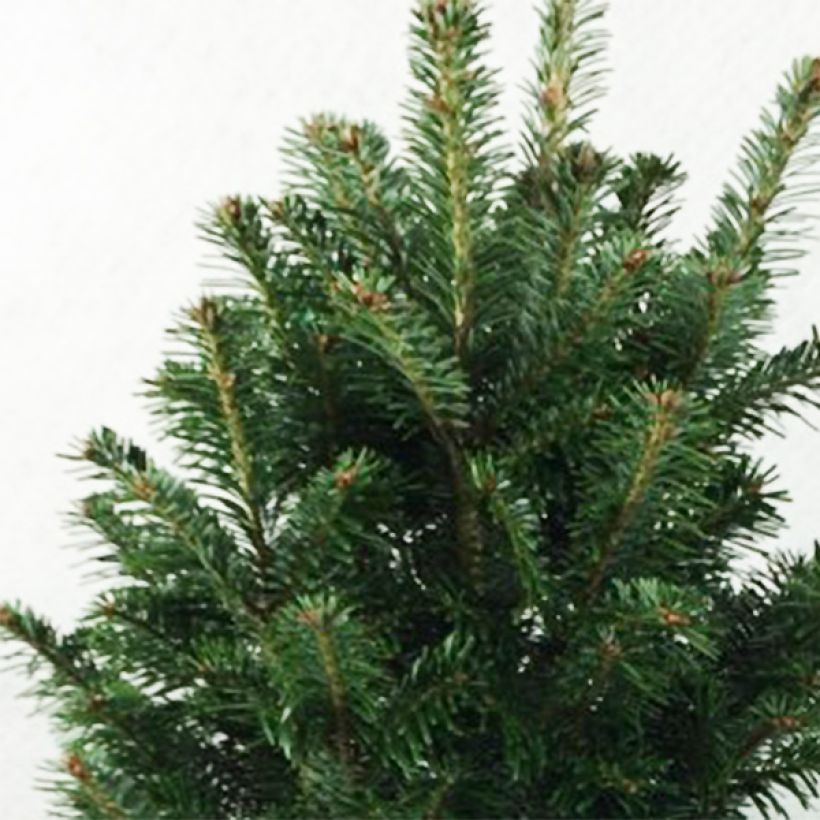 Abies alba Pyramidalis - Sapin blanc nain (Foliage)