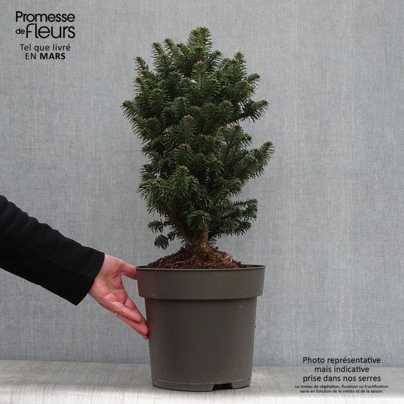 Example of Abies alba Pyramidalis - Sapin blanc nain Pot de 7,5L/10L as you get in printemps