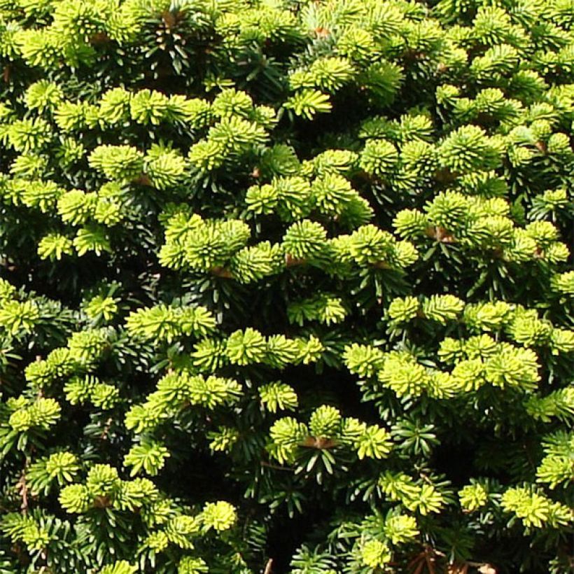 Abies balsamea Nana - Sapin baumier nain (Foliage)