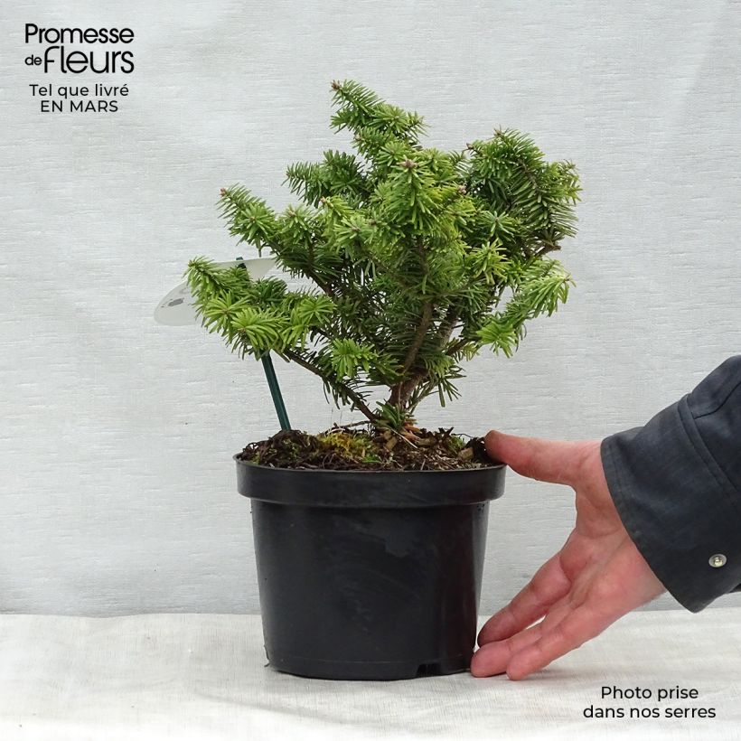 Example of Abies balsamea Nana - Sapin baumier nain Pot de 2L/3L as you get in printemps