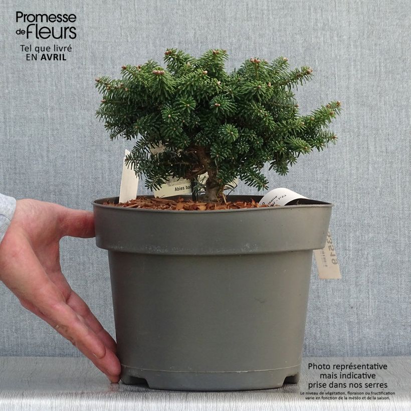 Example of Abies balsamea Nana - Sapin baumier nain Pot de 4L/5L as you get in printemps