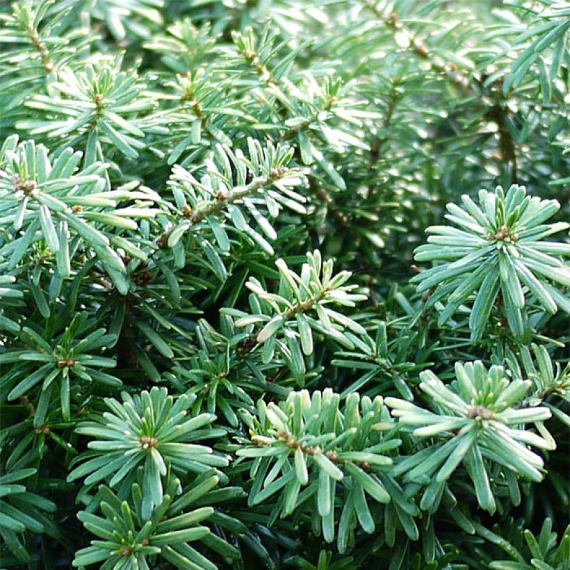 Sapin de Corée nain - Abies koreana Cis (Foliage)