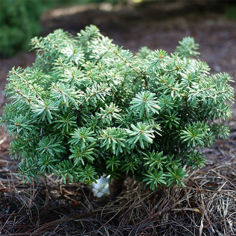 Sapin de Corée nain - Abies koreana Cis (Plant habit)