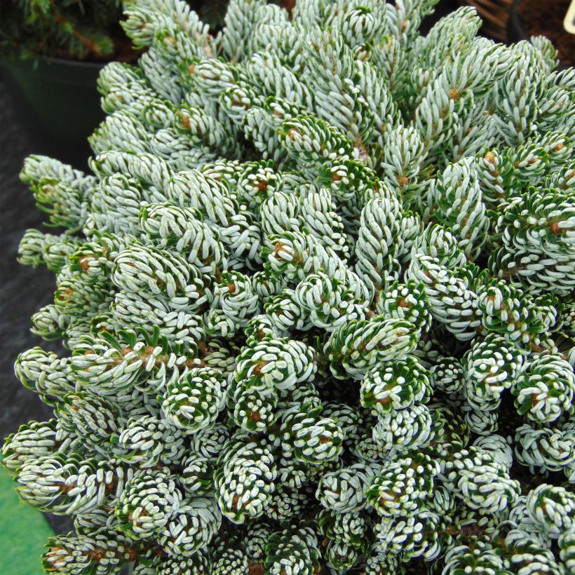 Abies koreana Kohout's Icebreaker® - Sapin de Corée nain (Foliage)