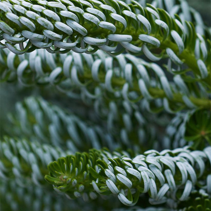 Abies koreana Silberlocke - Sapin de Corée (Foliage)