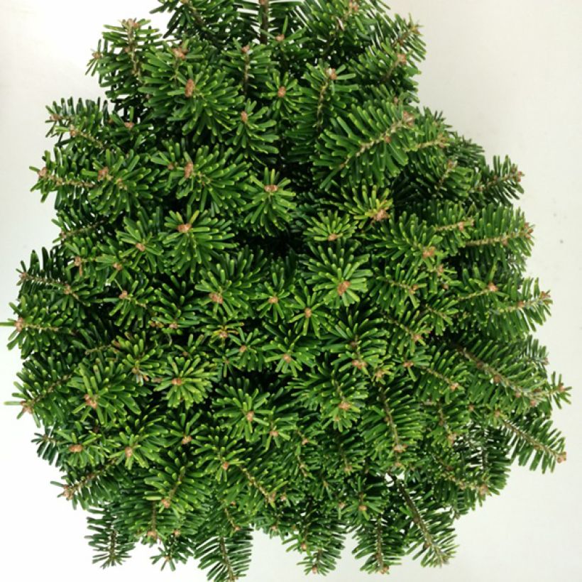 Sapin de Corée - Abies koreana Tundra (Foliage)